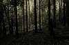 Imagen en blanco y negro con el bosque con encanto increíble