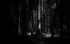 Carta da parati con una splendida meravigliosa foresta primordiale buio