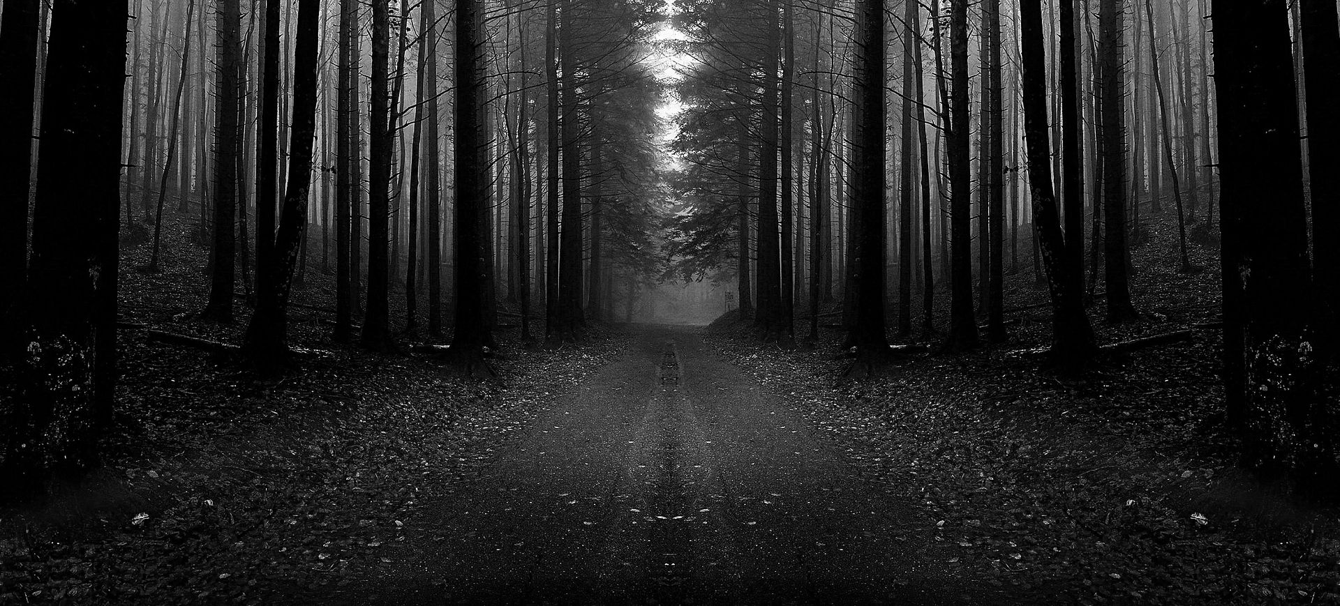 dark woods at night hd